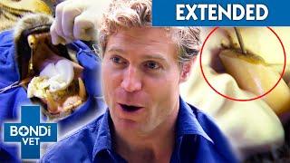 Vet Removes Gunk From Infected Tiger's Fang: What If It Wakes Up?  | Bondi Vet Clips | Bondi Vet