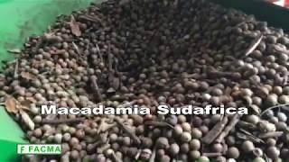Impianti per la pulizia, essiccazione e stoccaggio della frutta in guscio - Macadamia - Facma 2018