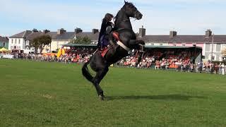 Hunt and Stunts - jumping, Amazing Horse Freestyle