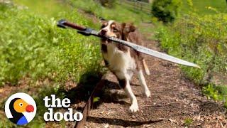 This Dog Is REALLY Obsessed With Sword Fighting With Her Humans | The Dodo