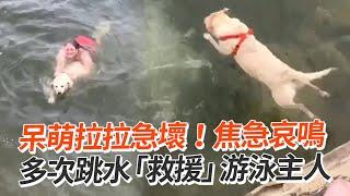 主人游泳中拉拉誤會急「跳水救援」｜寵物｜搞笑｜拉布拉多｜精選影片