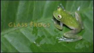 Glass Frogs: Crystals of the Rainforest