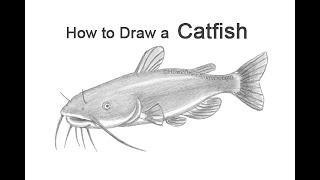 How to Draw a Catfish