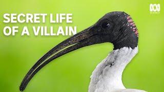 Where do ibis actually live? | The Secret Lives Of Our Urban Birds