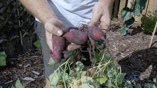 How To Grow Japanese Sweet Potatoes (Satsuma-Imo) | Doctor of the Future 007