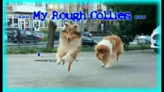 My Rough Collies ~ Mother 6 years old & Son 1 year old