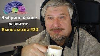 Эмбриональное развитие. Сергей Савельев (Вынос мозга #20)