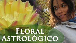 FLORAL ASTROLÓGICO - COACHING - TERAPIA HOLÍSTICA - FLORAIS ASTROLÓGICOS