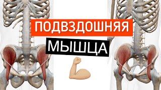 Подвздошняя мышца поясницы в 3D. Musculus iliacus. Мышцы таза