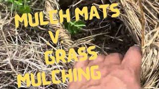 Mulch mats or grass mulching …