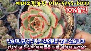  칼슘제, 단백질 필요하신분들 수량 많지 않아요 있을때 얼른 데려가세요 #도담토 #다온별 #단백질 #영양제 #에버그린농장 #succulentplant