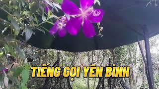 Tiếng Gọi Bình Yên/Nguyễn Linh ĐL, Open Ai Chatgpt, Chia sẻ, Chữa lành, Thấu Hiểu Để Yêu Thương