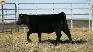 Daltons on the Sycamore Female Sale LiveOnline MARCH 2025_Mar24_19-03-23.mp4