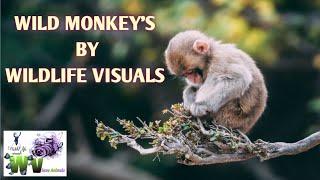 Funny wild monkeys,Gorilla,Capuchin monkey and cute babies by Wildlife Visuals( 2021).