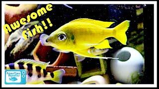 A Small Fish Room Packed With AMAZING Fish: Jason's Fish Room Tour