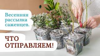 Весенняя рассылка саженцев из "САДОВ РОССИИ" #садыроссии #саженцы #саженцыпочтой