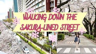 Walking Down The Sakura-lined Street