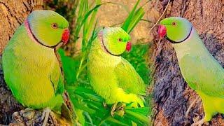 Lovely Indian Ringneck parrot Talking sound video  parrot compilation video