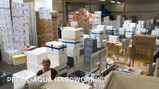 Petra Aqua Hardworking