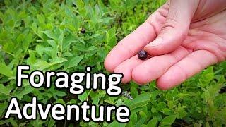 HUNTING WILD BERRIES - Foraging for Blueberries in the Catskills - Weird Fruit Explorer