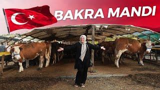 Bakra Mandi in Turkey  | I Buy Cow from my Father