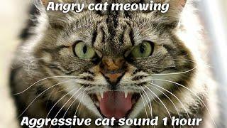Angry cat meowing | Aggressive cat sound 1 hour