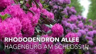 Rhododendron Allee in Hagenburg