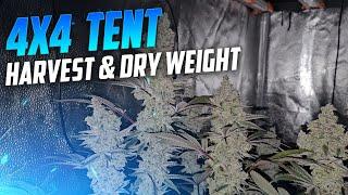 Harvest & Dry Weight For The Spiderfarmer 4X4 Tent & SE-7000