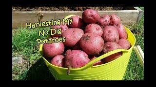 Harvesting My No Dig Potatoes