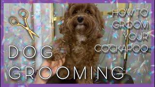 DOG GROOMING || How to groom your Cockapoo at home