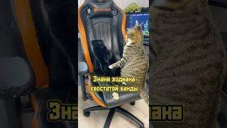 Знаки зодиака хвостатой банды  #питомцы #кот #кошка #собака #щенок