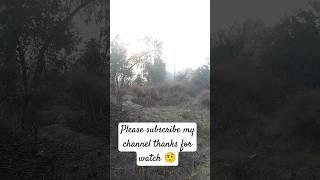 रिकी की सुबह की मॉर्निंग वॉक #morningwalk  #shorts #viral #ytshorts #riki  #vlog2