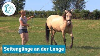 Fortgeschrittenes Longieren  - So erarbeitest du die Seitengänge auf Distanz