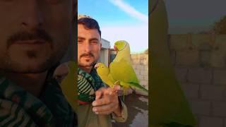 So Parrot Jora Kiss Cross #fantasticparrot #parrot #shortvideo