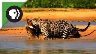 Jaguar Attacks Caiman Crocodile