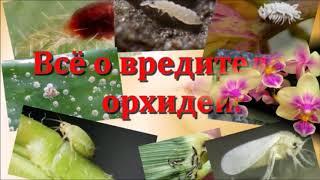 Самые опасные вредители орхидей, Как с ними бороться?