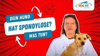 Spondylose beim Hund » Ursachen & Behandlung erklärt von DOG FIT by PreThis®