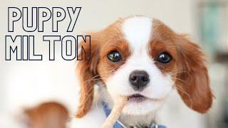 PUPPY MILTON THE CAVALIER KING CHARLES SPANIEL