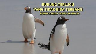 penguin:Burung terlucu yang tidak bisa terbang namun sangat pandai berenang #rahasiaalamliar