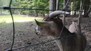 Wald Wandern Niederösterreich Streichelzoo Wildgehege Tiere Naturpark Wildpark Hohe Wand Spielplatz