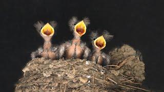 Barn Swallow Musings