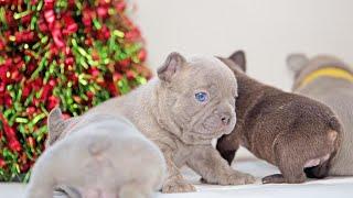 French Bulldog Lilac Puppies