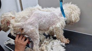 THIS TRANSFORMATION WILL BLOW YOUR MIND. DOG GROOMING