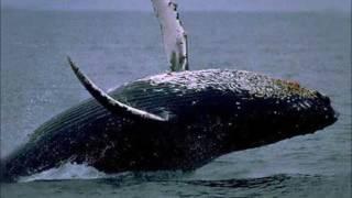 Le chant des baleines ~ Whales Singing and Relax Music