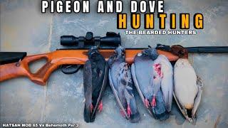 Pigeon and Dove Hunting Adventure | The Bearded Hunters