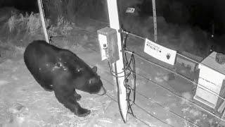 Bears receiving shocks from electric fence