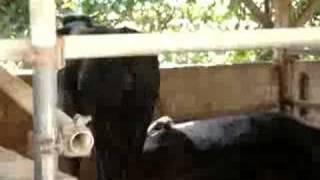 Big Cow at Nakagawa Ranch