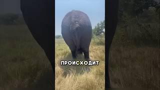 Это видео тронет ваше сердце  #shorts #добро