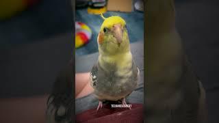 Adorable Game of Parrot Peek-a-Boo with Loubert | Tiel Named Loubert