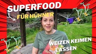 Weizen keimen - Das Superfood für Hühner